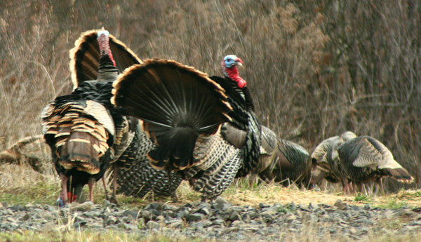 Two Wild Turkeys Two Wild Turkeys